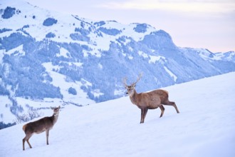 Red deer (Cervus elaphus) stag with hind on a snowy meadow in the mountains in tirol, Kitzbühel,