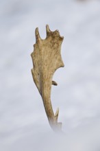 European fallow deer (Dama dama) antler of a buck, detail, Kitzbühel, Wildpark Aurach, Austria,