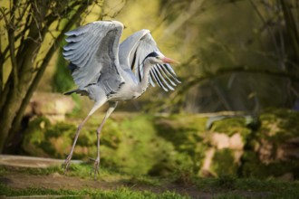 Grey heron (Ardea cinerea) starts flying, Bavaria, Germany, Europe