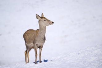 Red deer (Cervus elaphus) hind on a snowy meadow in the mountains in tirol, Kitzbühel, Wildpark