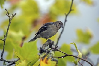 Madeiran chaffinch (Fringilla coelebs maderensis), sitting on a branch, Madeira, Portugal, Europe