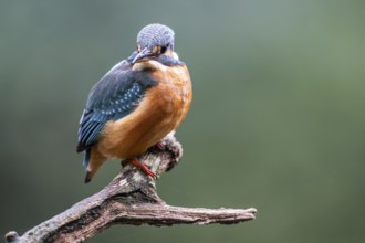 Common kingfisher (Alcedo atthis), Emsland, Lower Saxony, Germany, Europe