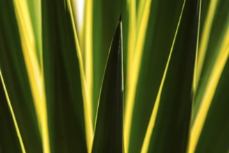 Leaves of an agave against the light, close-up, Madeira, Portugal, Europe