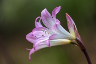 Flower of the belladonna lily (Amaryllis belladonna), Madeira, Portugal, Europe