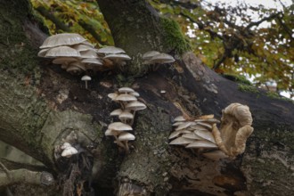 Porcelain fungi (Oudemansiella mucida) on dying hornbeam (Fagus sylvatica), Hutewald Halloh, Hesse,