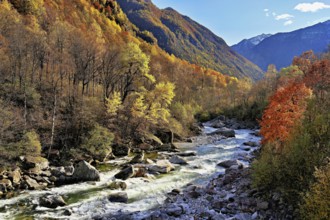 Autumn coloured forest at the river Verzasca, Verzasca valley, Valle Verzasca, Canton Ticino,