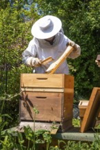 Beekeeper with bees, Black Forest, Gechingen, Germany, Europe