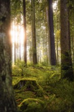 Sun-drenched forest with ferns and tall tree trunks, Calw, Black Forest, Germany, Europe