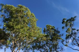 Eucalyptuses (Eucalyptus), tree, eucalyptus, flora, on the east coast, Queensland, Australia,