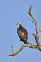 Western osprey (Pandion haliaetus), perched on a branch, Flachsee, Canton Aargau, Switzerland,