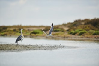 Grey heron (Ardea cinerea) and a Great egret (Ardea alba) standing at the waters edge while a