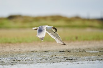 Yellow-legged gull (Larus michahellis) wildlife, starting from the ground with a hunted fish,