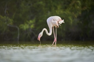 Greater Flamingo (Phoenicopterus roseus) walking in the water, Parc Naturel Regional de Camargue,