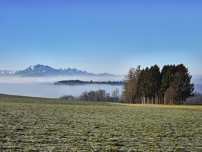 Meadow in the rough, behind sea of fog with Pilatus, near Baar, Canton Zug, Switzerland, Europe