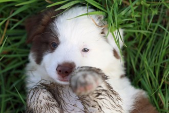 Miniature American Shepherd (Canis lupus familiaris) puppy, puppy lying in tall grass, portrait,