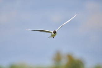 Black-headed gull (Chroicocephalus ridibundus), flying, Camargue, France, Europe