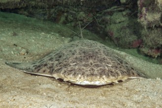 Frontal view of monkfish (Squatina squatina) lying on sandy seabed in shadow of reef wall rock