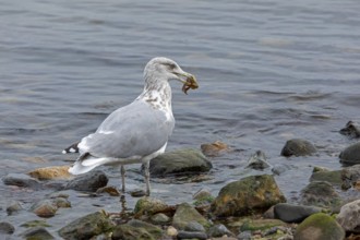 Seagull with a crab in its beak, Baltic Sea, Kiel, Schleswig-Holstein, Germany, Europe