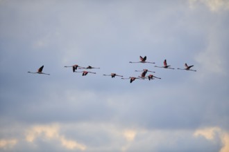 Greater Flamingos (Phoenicopterus roseus), flying in the sky at sunset, Parc Naturel Regional de