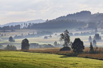 High moor in autumnal discolouration, Rothenthurm, Canton Schwyz, Switzerland, Europe