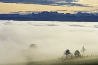 Fog over the Reuss valley, behind the snow-covered Alps, Schlatt, Freiamt, Canton Aargau,