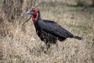 Southern ground hornbill (Bucorvus leadbeateri), Red-cheeked Hornbill, Southern Hornbill or Kaffir