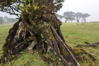 Laurel trees overgrown with moss and plants in the mist, old laurel forest (Laurisilva), stinkwood