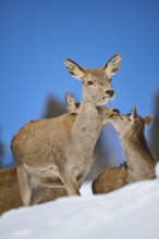 Red deer (Cervus elaphus) hind with juvenile on a snowy meadow in the mountains in tirol,