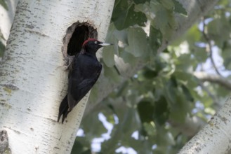 Black Woodpecker cock at the breeding hole, Lake Neusiedl National Park, Burgenland, Austria,