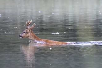 Roebuck swimming in the river, Europe, Austria, Upper Austria, Europe