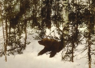 A bear comes out of its cave, Winter, Russia, c. 1890, Historic, digitally enhanced reproduction of