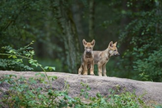 European gray wolf (Canis lupus), two cubs in the forest, Germany, Europe