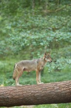 European gray wolf (Canis lupus), female standing on tree trunk in forest, Germany, Europe