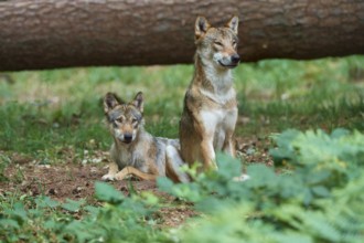 European gray wolf (Canis lupus), two animals in the forest, Germany, Europe