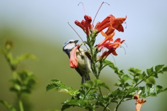 Eurasian blue tit (Cyanistes caeruleus) sitting on a cape honeysuckle (Tecoma capensis) blossom,