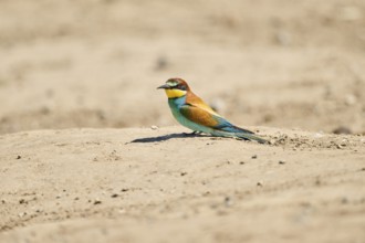 European bee-eater (Merops apiaster) sitting on the ground, Spain, Europe