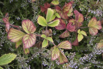 Blackberry (Rubus fruticosus) leaves, Terschelling, Netherlands