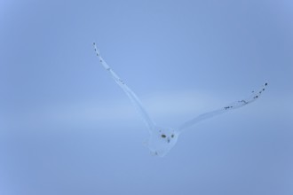 Male snowy owl (Nyctea scandiaca) (syn. Bubo scandiaca) in flight, wings spread, blue hour, Quebec,