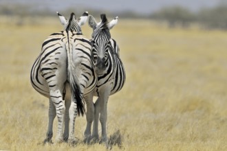 Burchell's Zebras (Equus quagga burchellii) standing side by side on the savannah, Etosha National