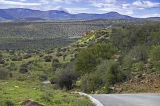 African wilderness at Mountain Zebra National Park, Eastern Cape, South Africa, Africa