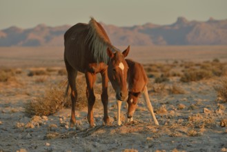 Desert Horses (Equus ferus), mare with foal, searching for food in poor soil, near waterhole Garub,