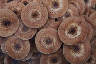 Common armillaria solidipes (Armillaria ostoyae), dense group of fruiting bodies from above, round