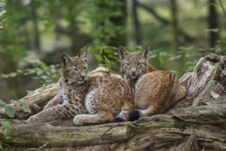 Eurasian lynxes (Lynx lynx) lying together between tree trunks, captive, Parc Animalier de