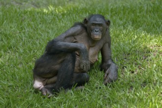 Bonobo (Pan paniscus), Lola ya Bonobo Sanctuary, Kimwenza, Mont Ngafula, Kinshasa, Democratic