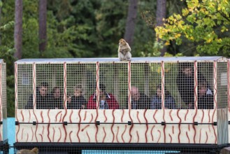 Visitors at the zoo ride a train through open-air enclosure, looking through barred window, barbary