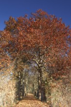 Autumn atmosphere in the floodplain, hiking trail, Prince Franz cycle path, Elbe cycle path, Middle