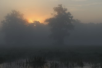 Backlit foggy atmosphere in the morning at an oxbow lake, Middle Elbe Biosphere Reserve,