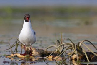 Black-headed gull (Chroicocephalus ridibundus), animal on a water lily rootstock during the