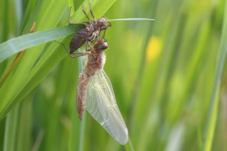 Two-spot (Epitheca bimaculata), imago with exuvium on a reed stalk, after hatching, finished