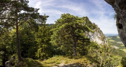 Pine with the summit of the Nockstein, Osterhorngruppe, Flachgau, Land Salzburg, Austria, Europe